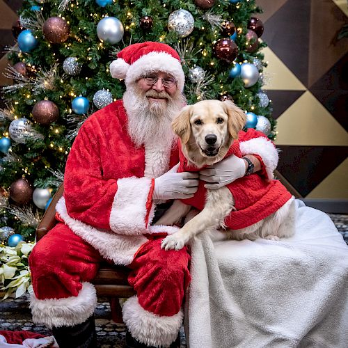 A person in a Santa suit sits next to a golden retriever in a Santa outfit with a decorated Christmas tree in the background.